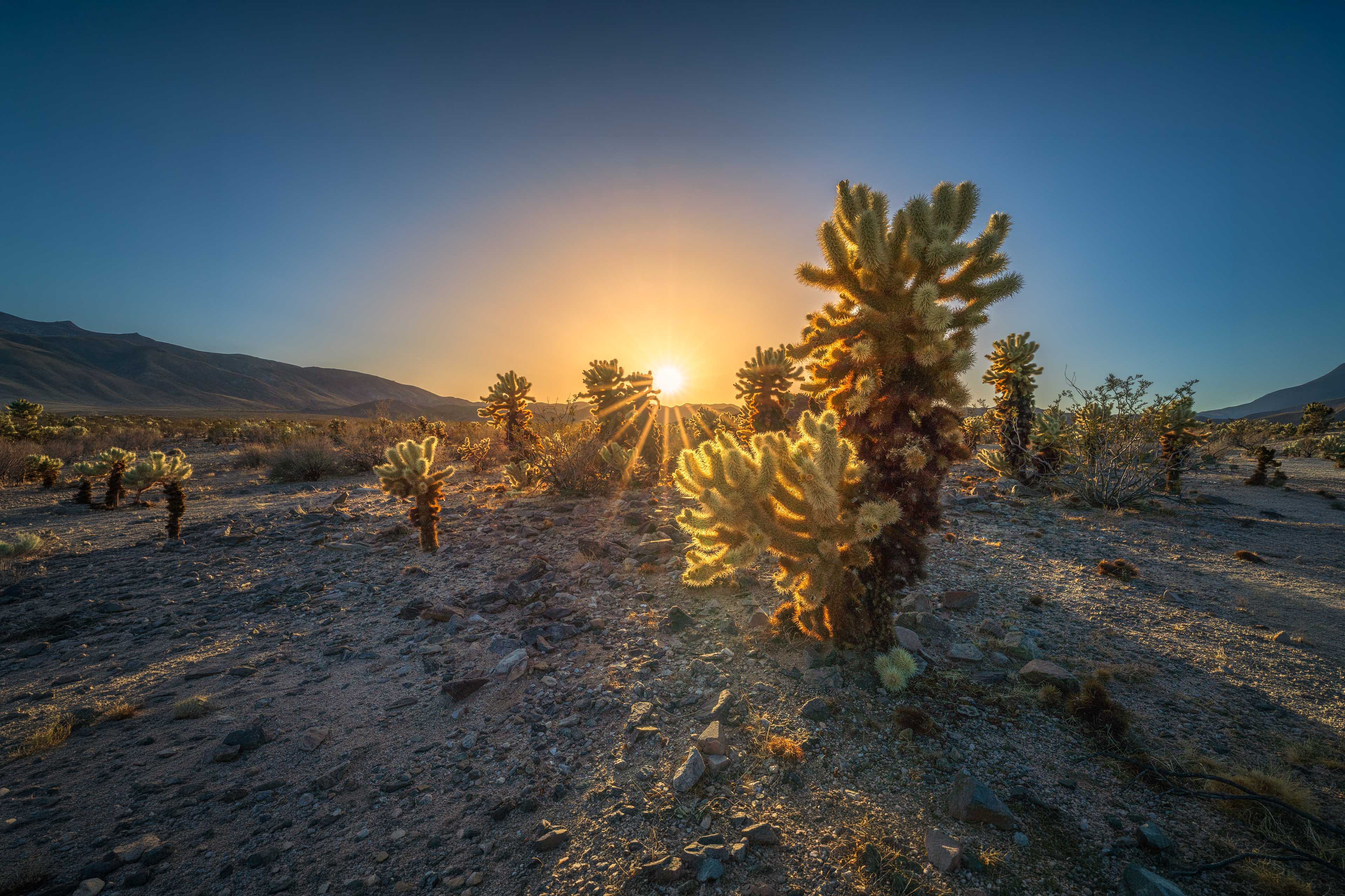 Beautiful sunset at cactus garden