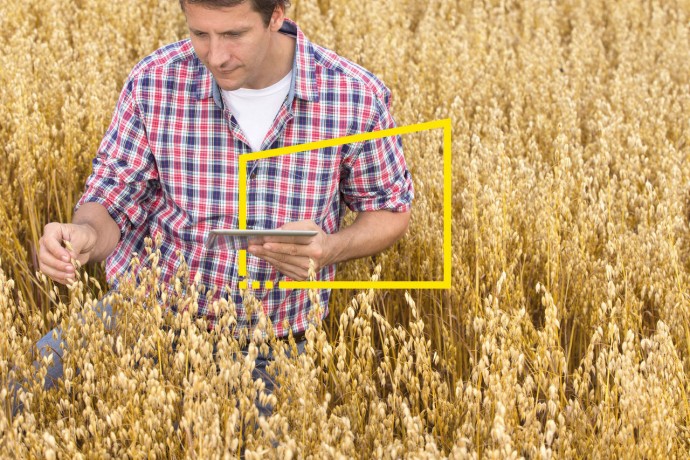 A Farmer inspects the wheat field