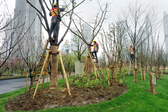 Workers pruning and planting trees in a park surrounded by skyscrapers
