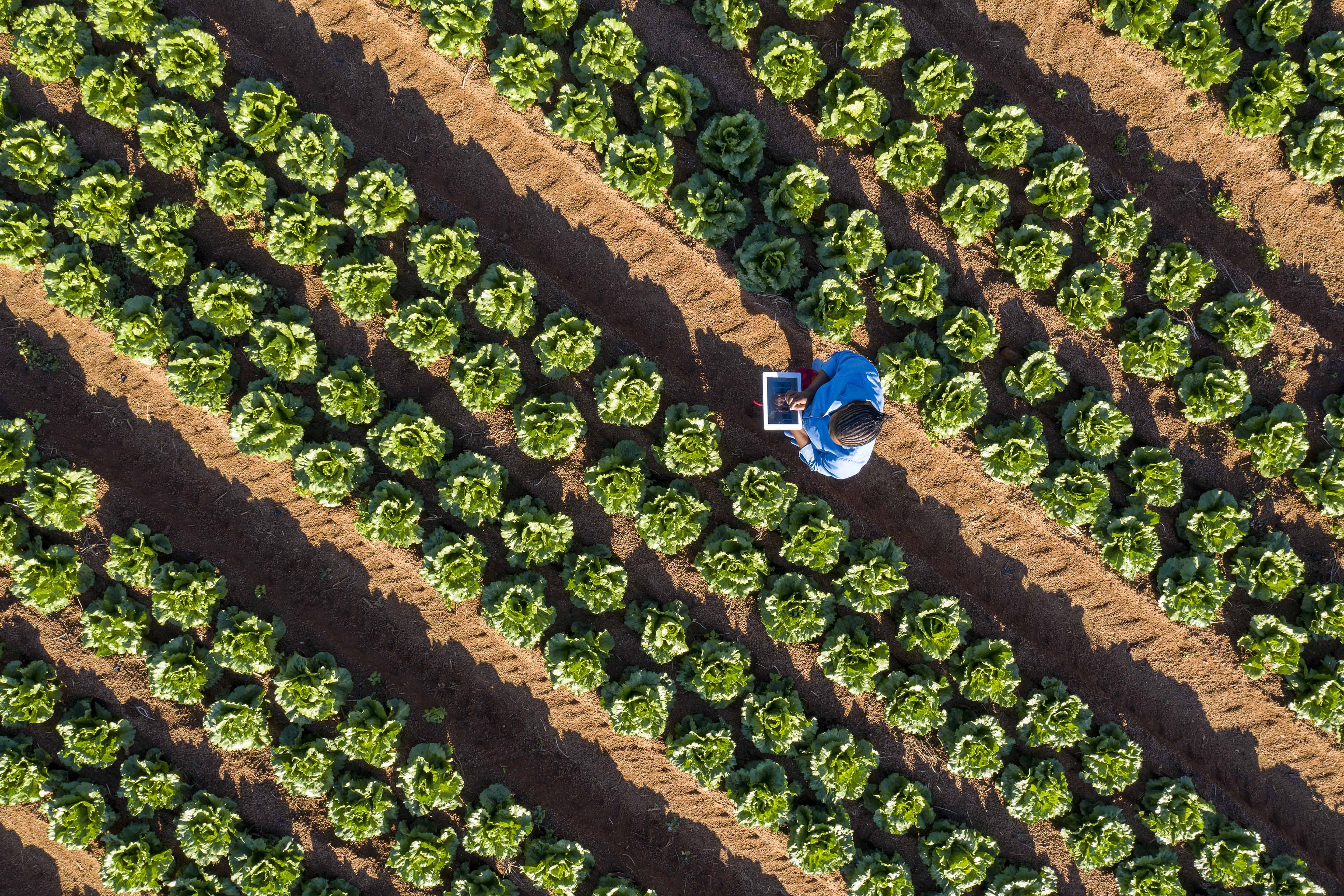 Farmer using a tablet monitoring vegetables