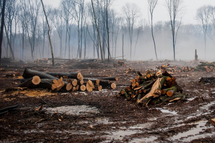 Destruction of deciduous forests