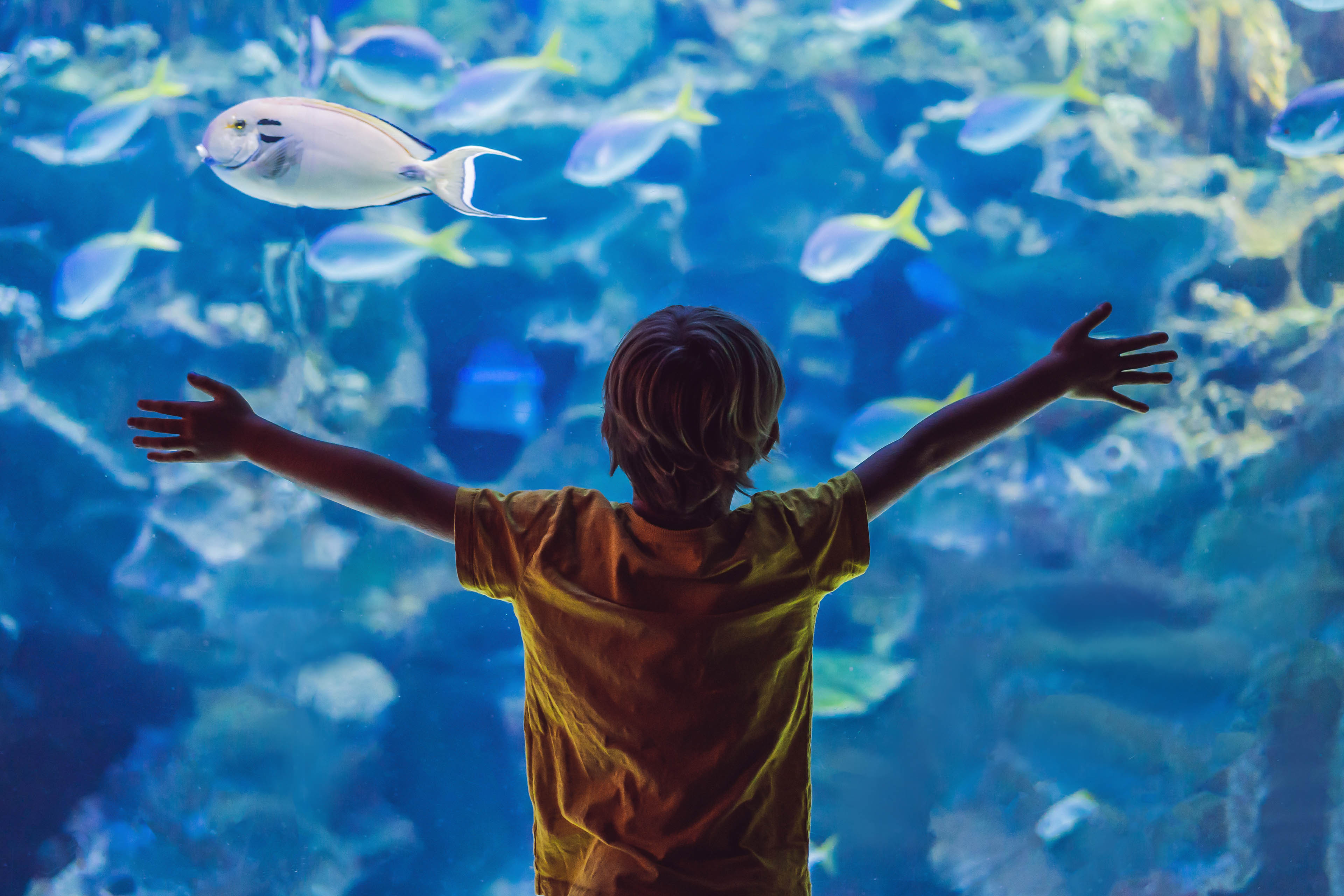 Little boy, kid watching the shoal of fish swimming in oceanarium, children enjoying underwater life in Aquarium.