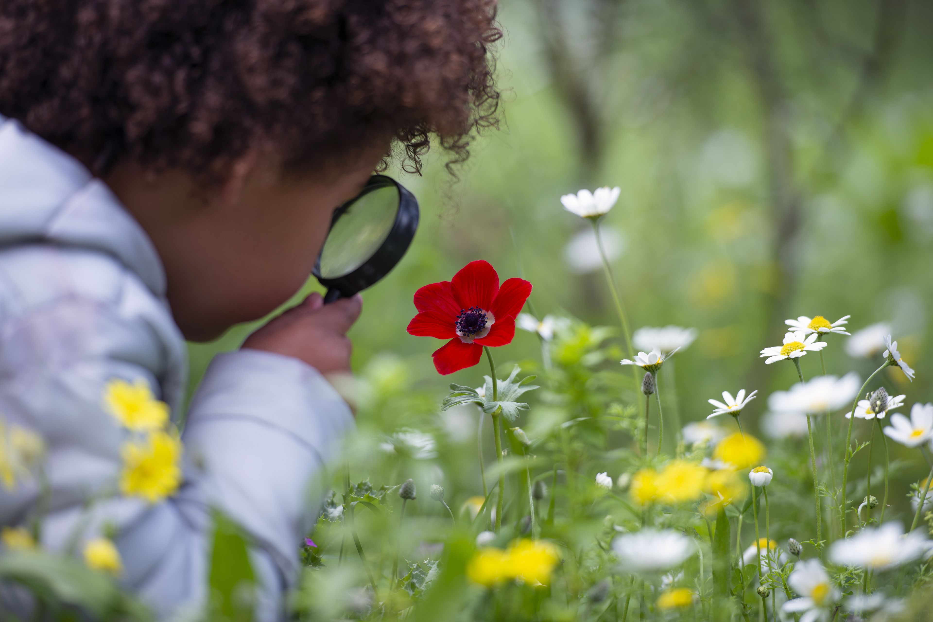 Child looking at a red flower through a hand glass
