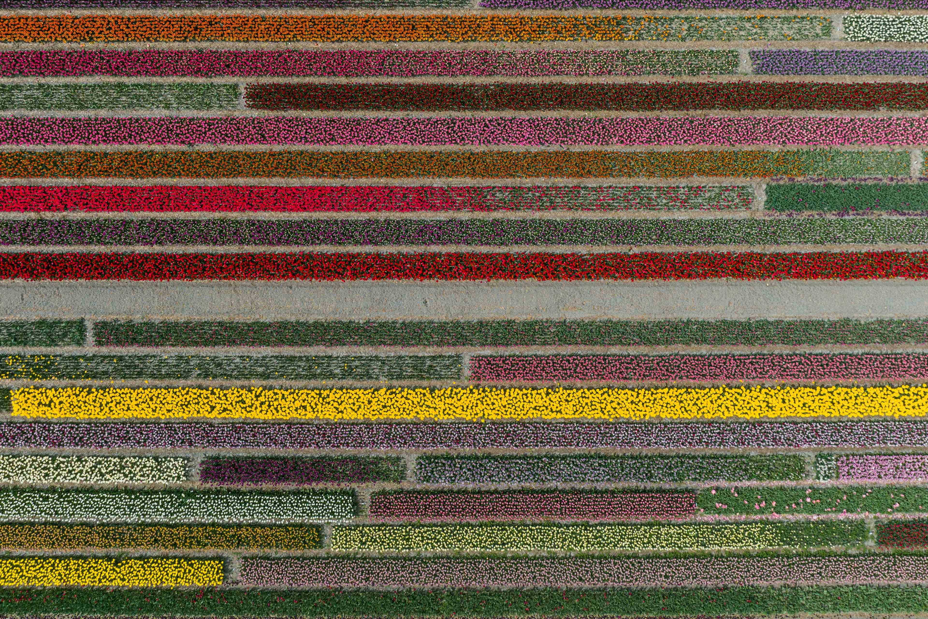Layered tulip field photographed by drone from directly above