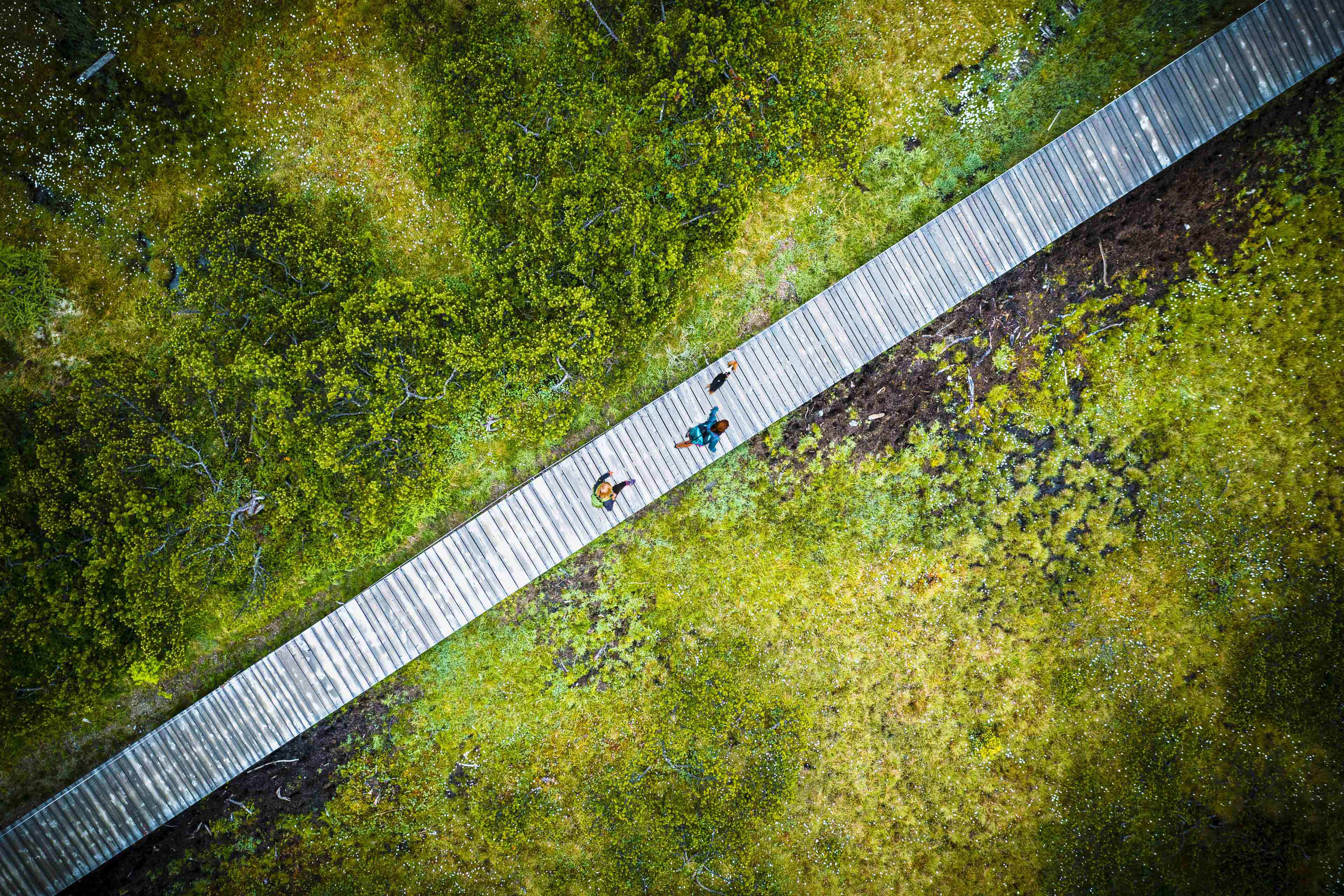 Hikers with dog from above