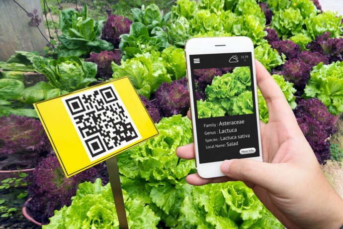 EY - Hand-using-phone-application-detail-with-vegetable-garden