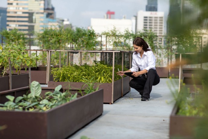 Female gardener working in rooftop vegetable garden
