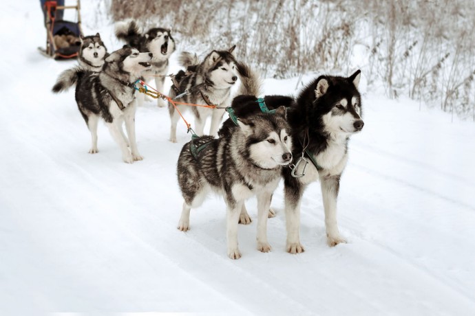 sled dog race