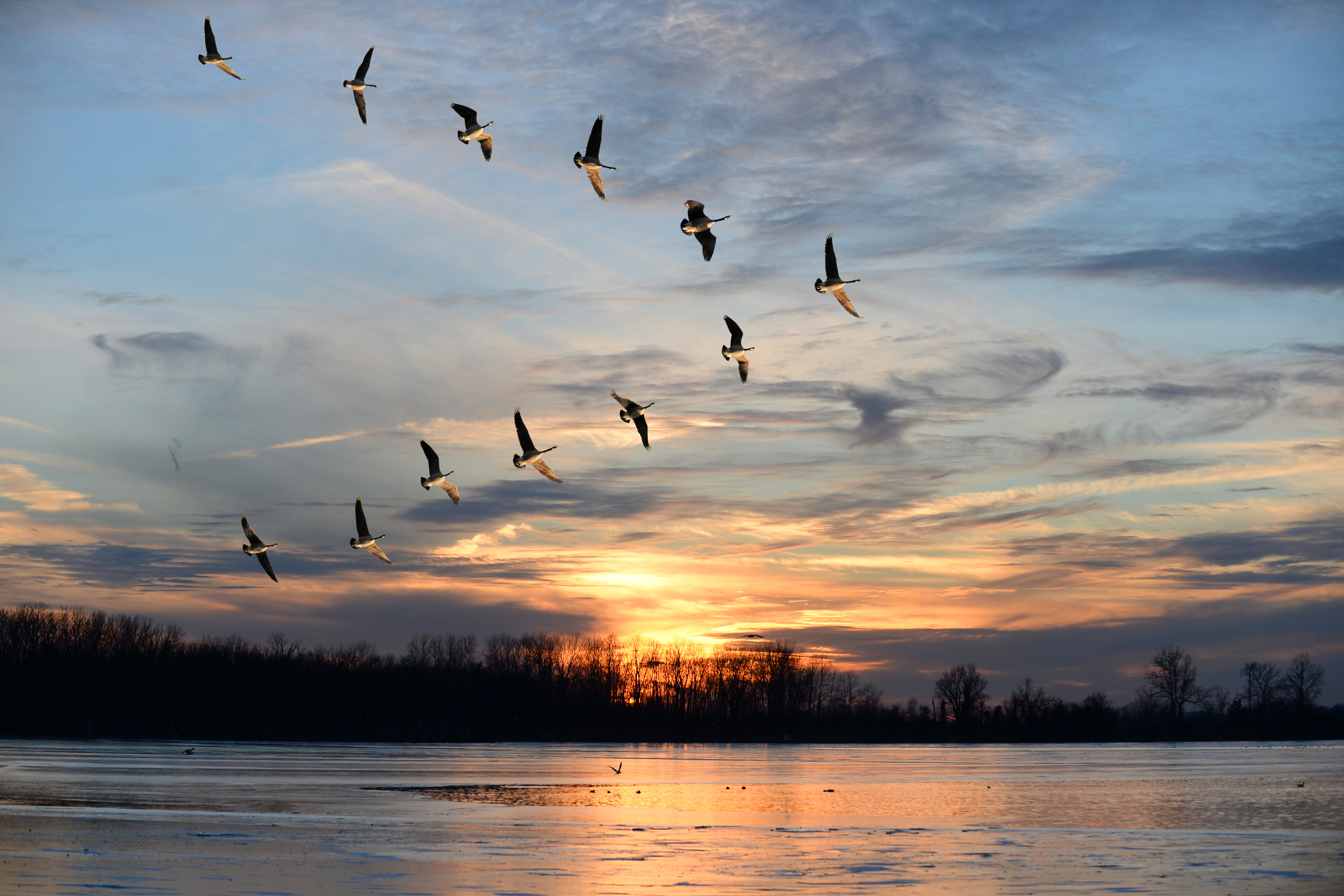 Group of Canadian geese flying i V formation over frozen lake
