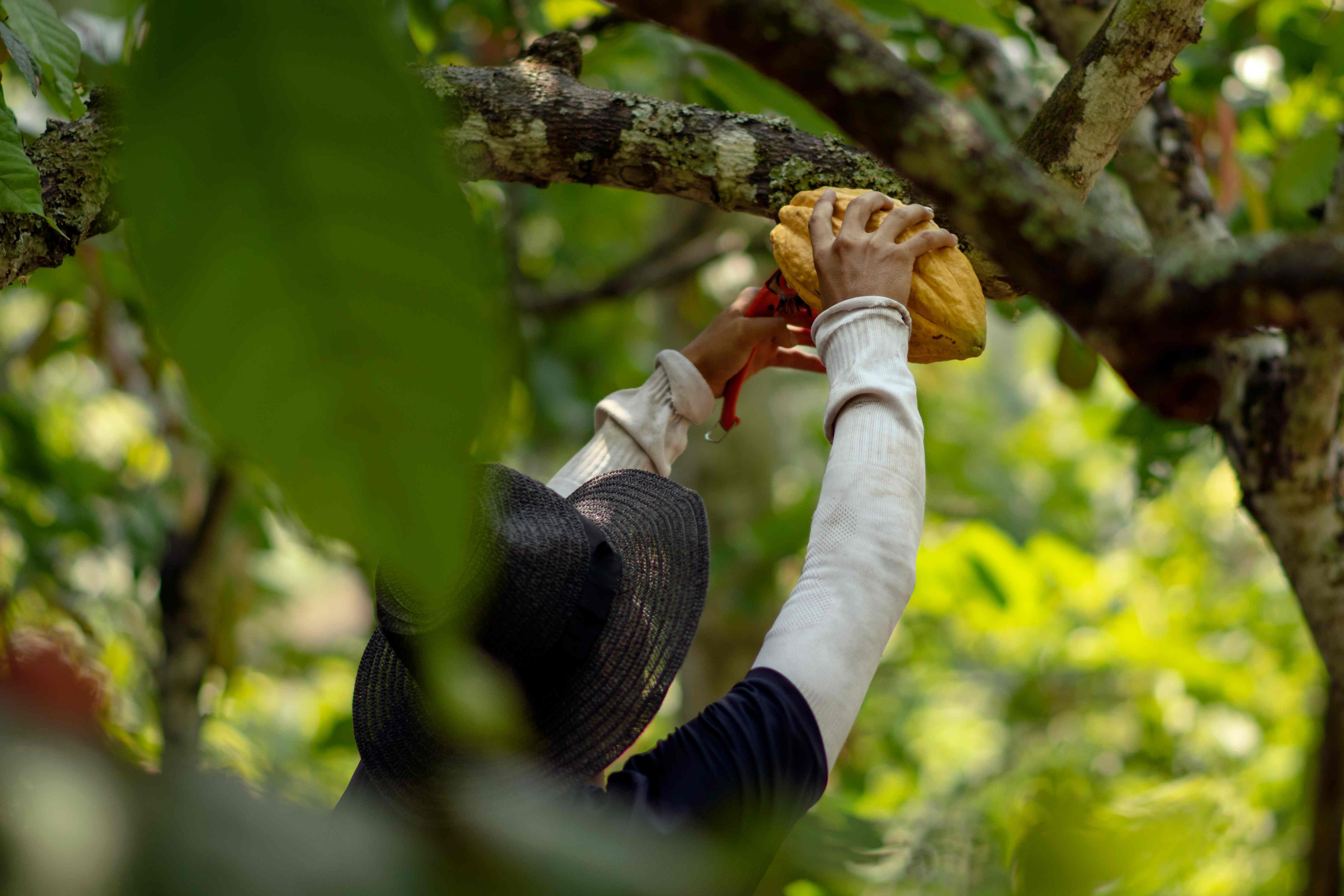 El empresario que apostó por el cacao peruano