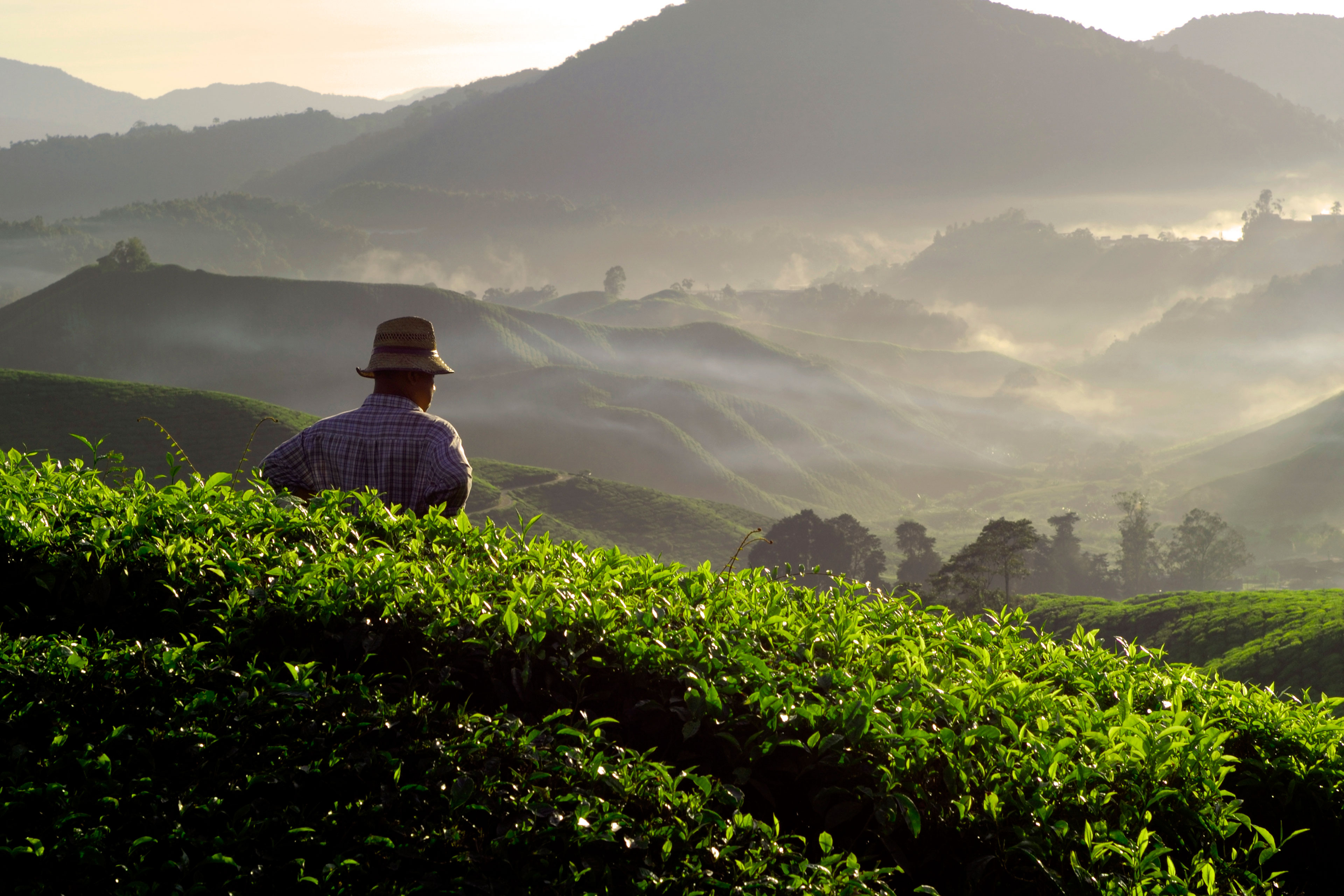 Lo que debes saber sobre la nueva Ley del Sector Agrario