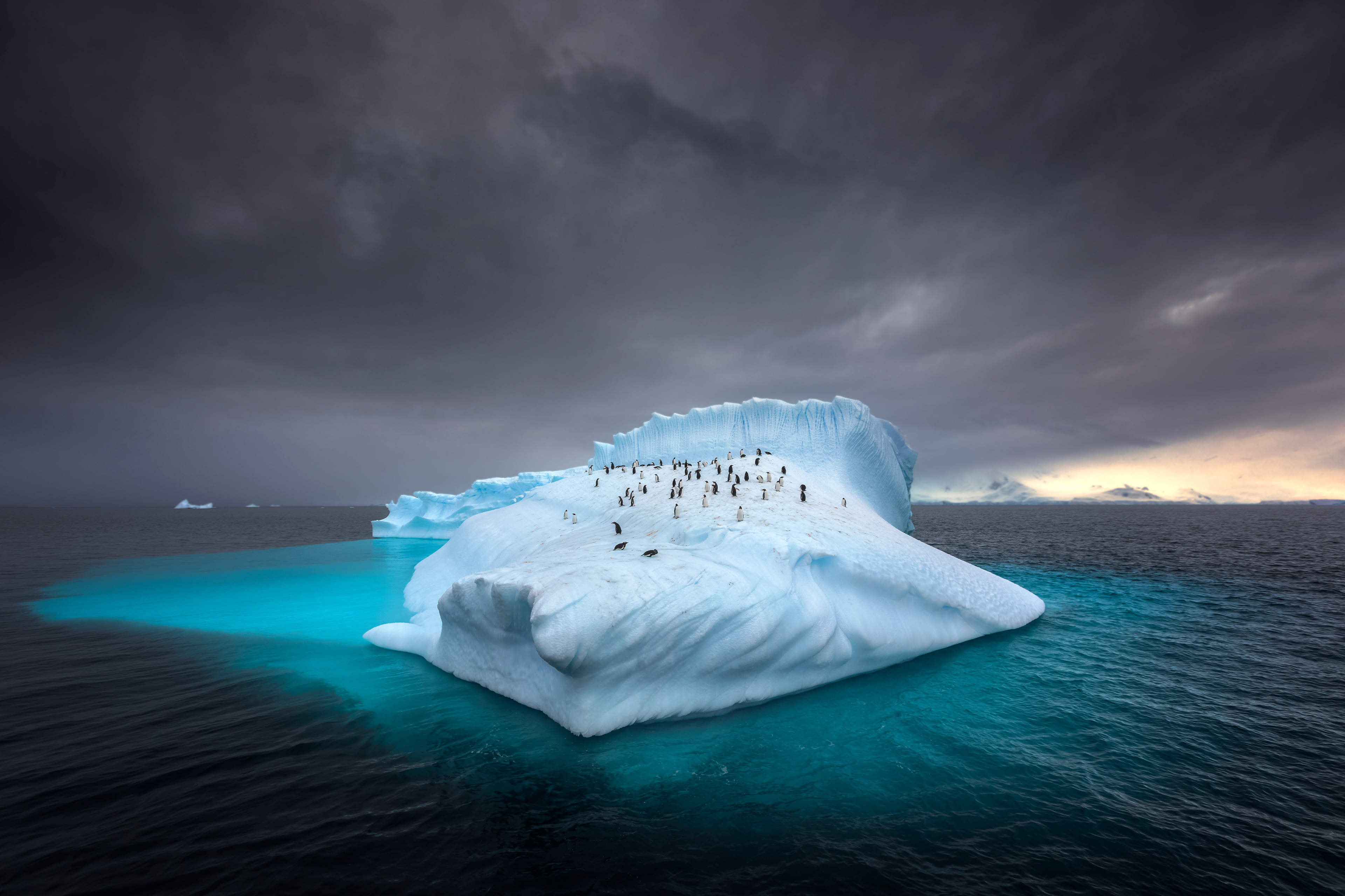 pingouins sur la banquise