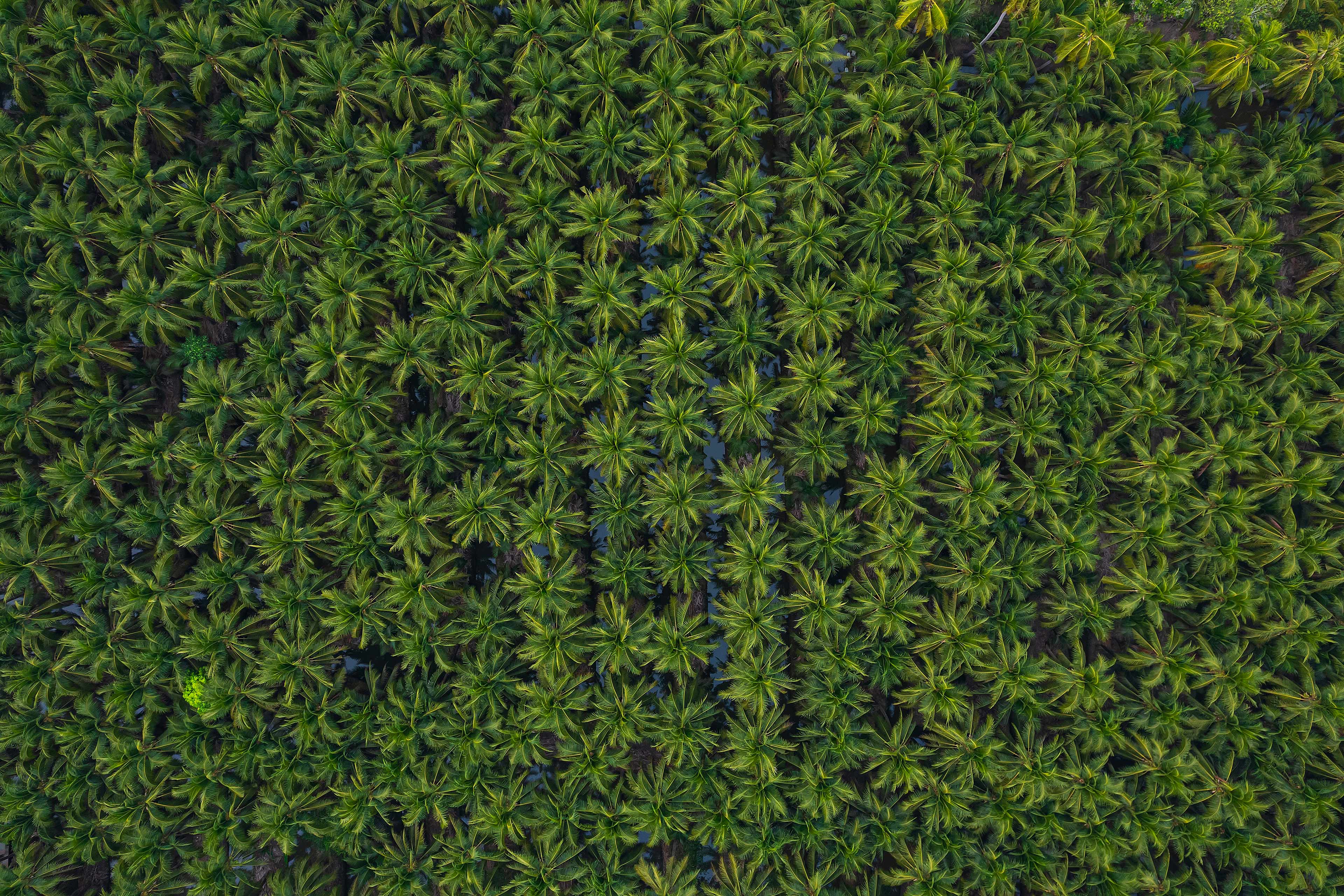 Défis du règlement européen anti-déforestation