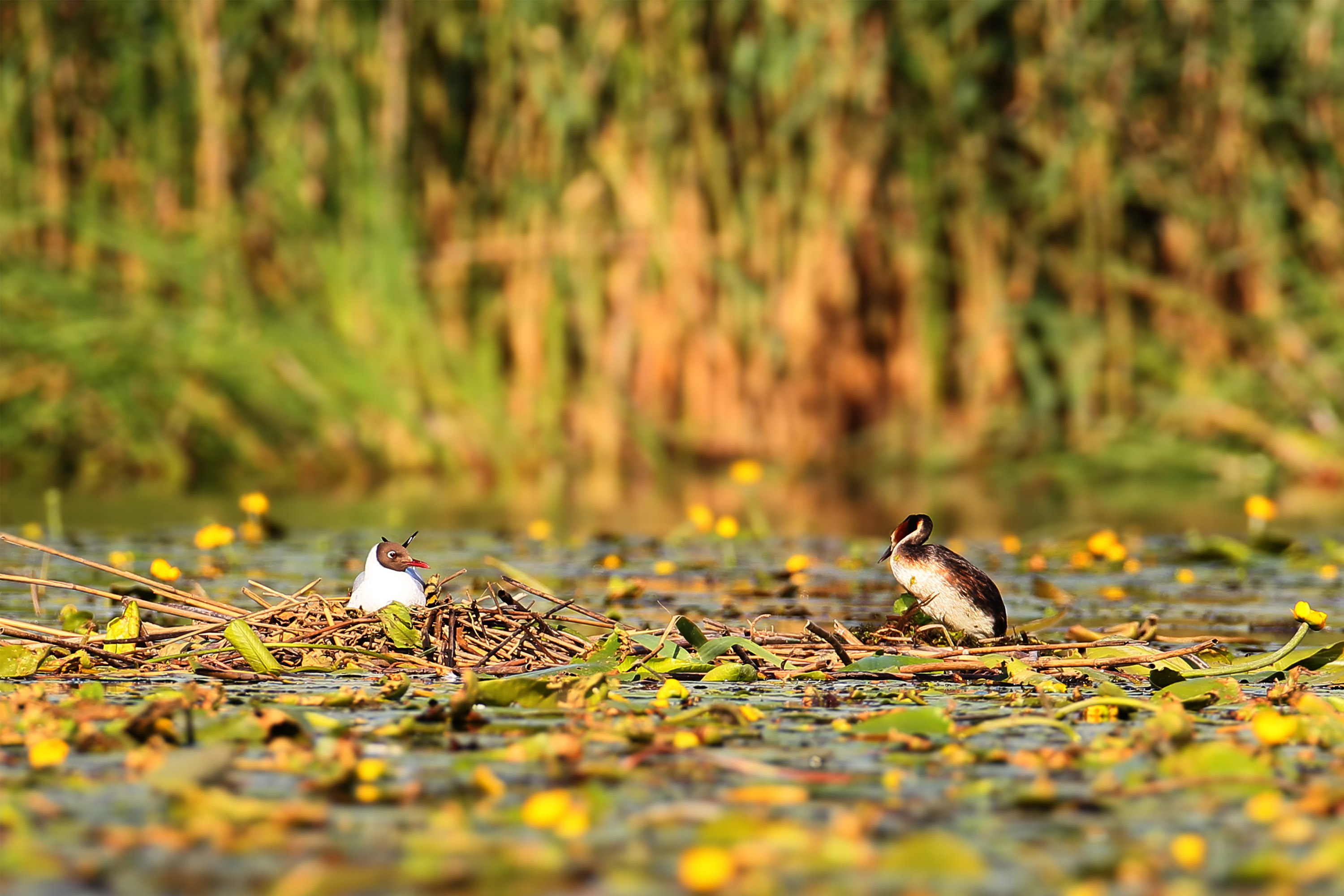 ビジネスのための生物多様性とサーキュラーエコノミー　IPBES「ビジネスと生物多様性」報告書とグローバル循環プロトコル（GCP）からの洞察