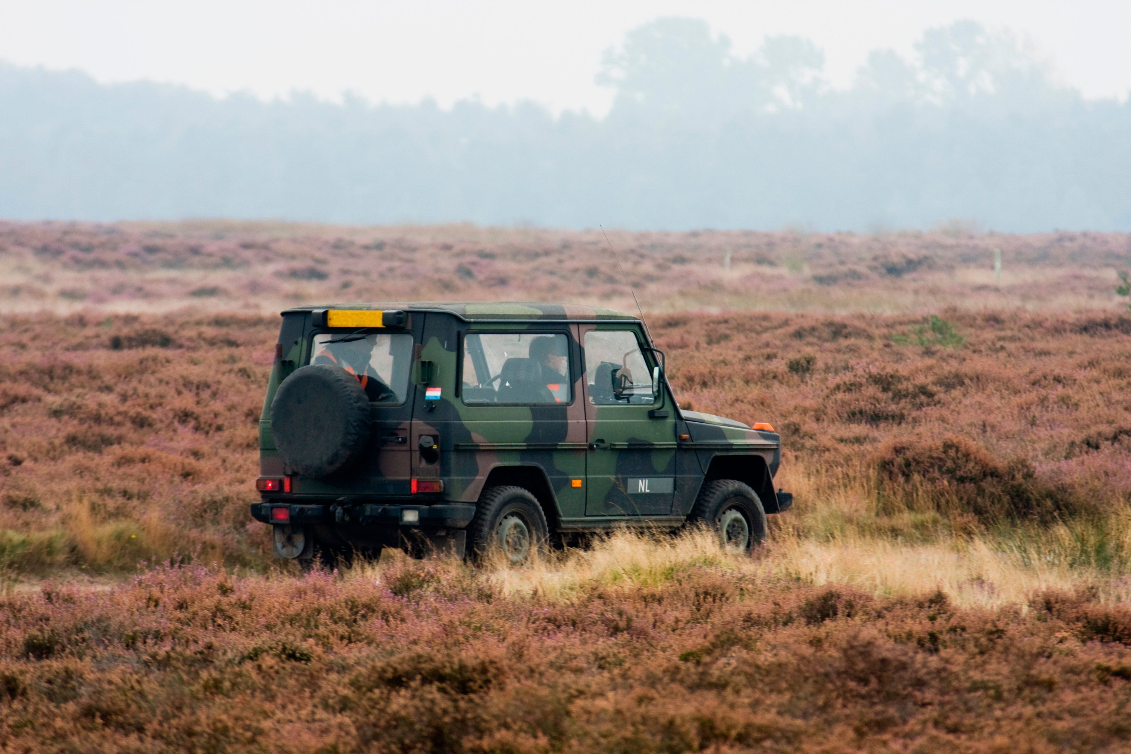 EY Jeep In forest nature view