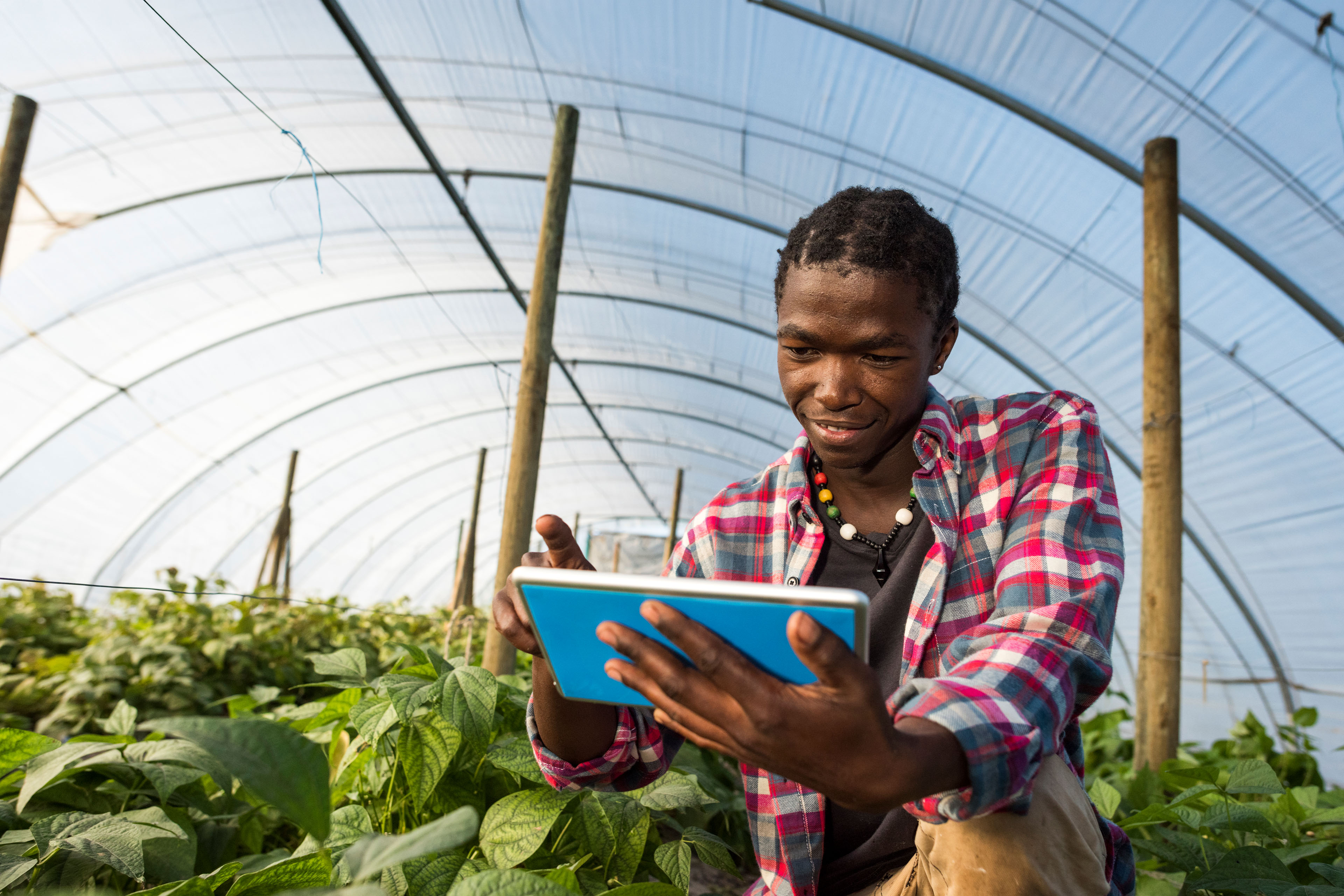 Young African man checking tablet information in greenhouse