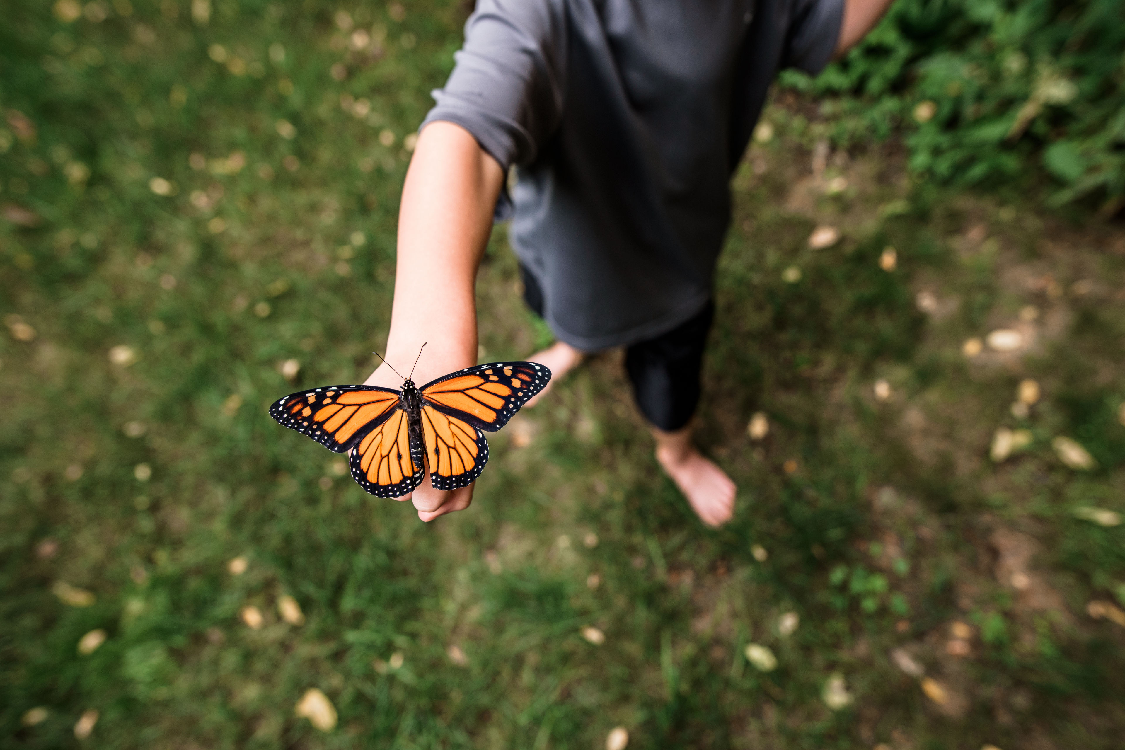 Overhead shot of butterfly boy hand wings open