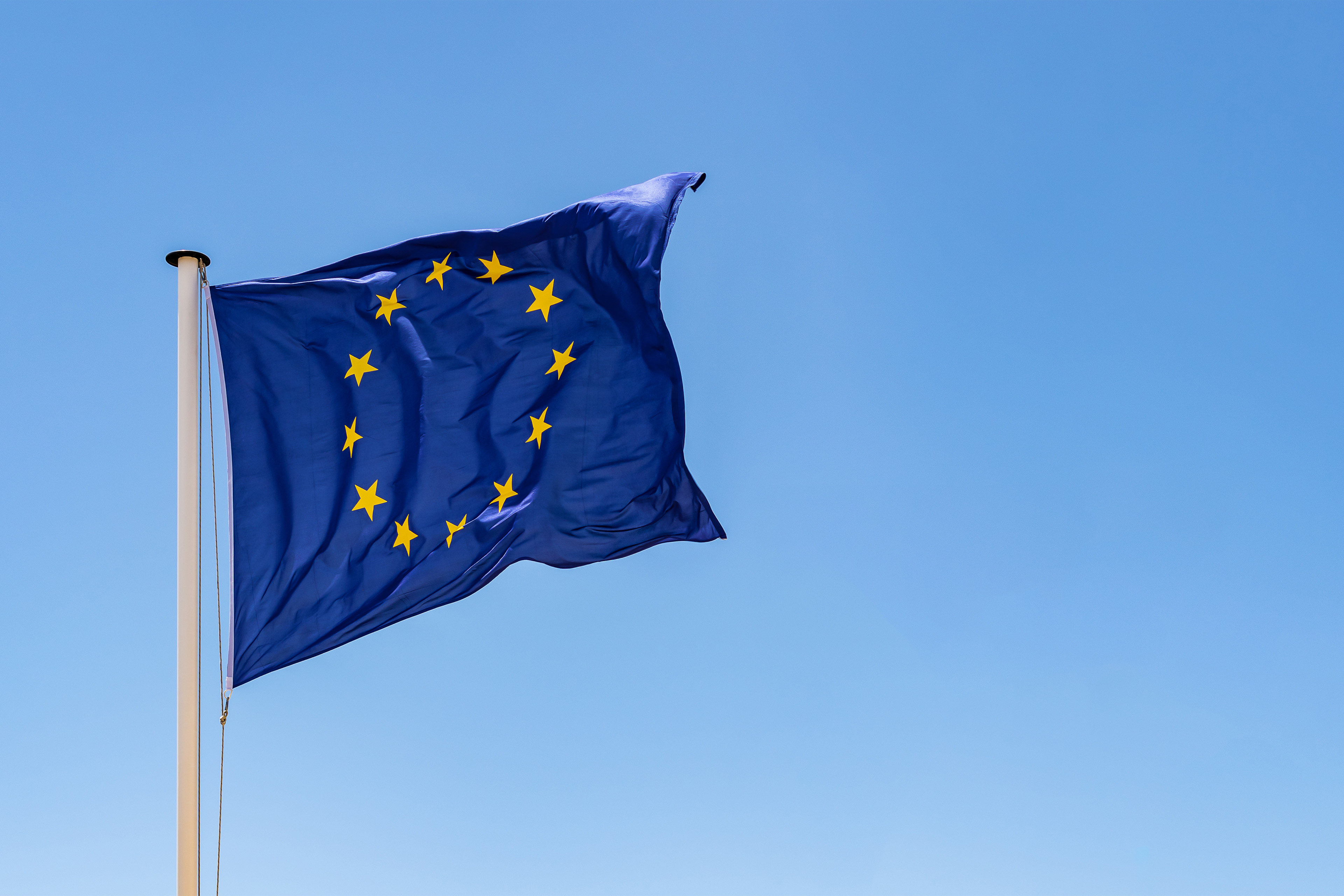 Tät grön tropisk växtlighet med olika blad och ormbunkar