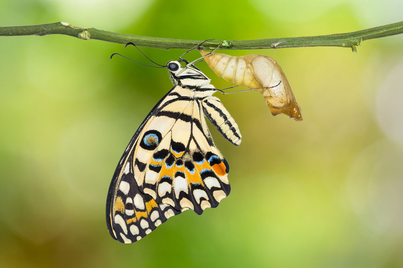 Schmetterling schlüpft aus Puppe und hängt an einem Zweig, detailreiche Flügel vor grünem Hintergrund.