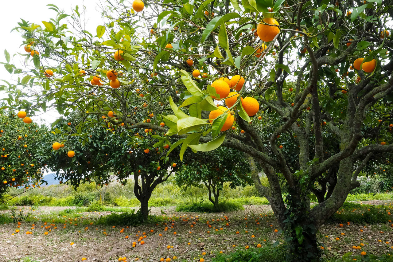 Resilient orange trees producing fruit