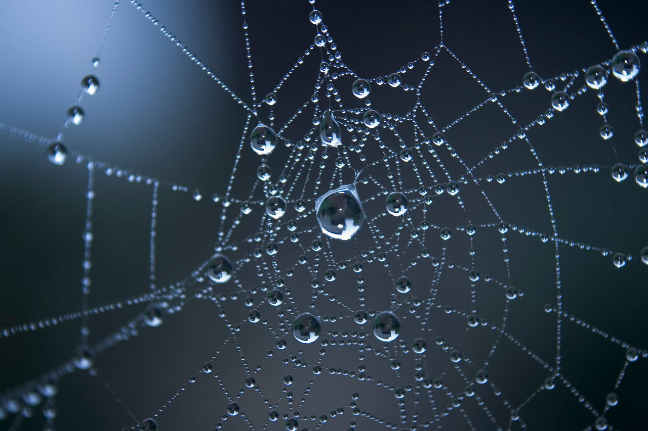 Closeup of morning dew on a spiderweb      WATER BACKGROUNDS IN: